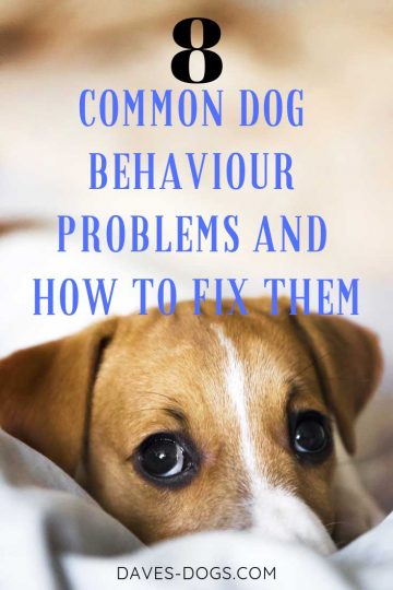 8 Common Dog Behaviour Problems And How To Fix Them | Dave's Dogs