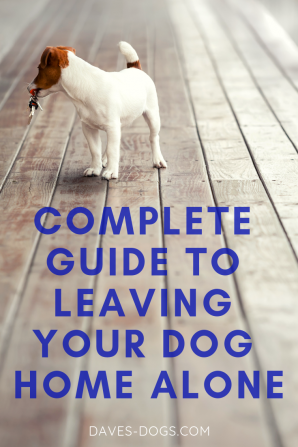 https://www.daves-dogs.com/wp-content/uploads/2019/01/Complete-Guide-to-Leaving-Your-Dog-Home-Alone-e1548671248842.png