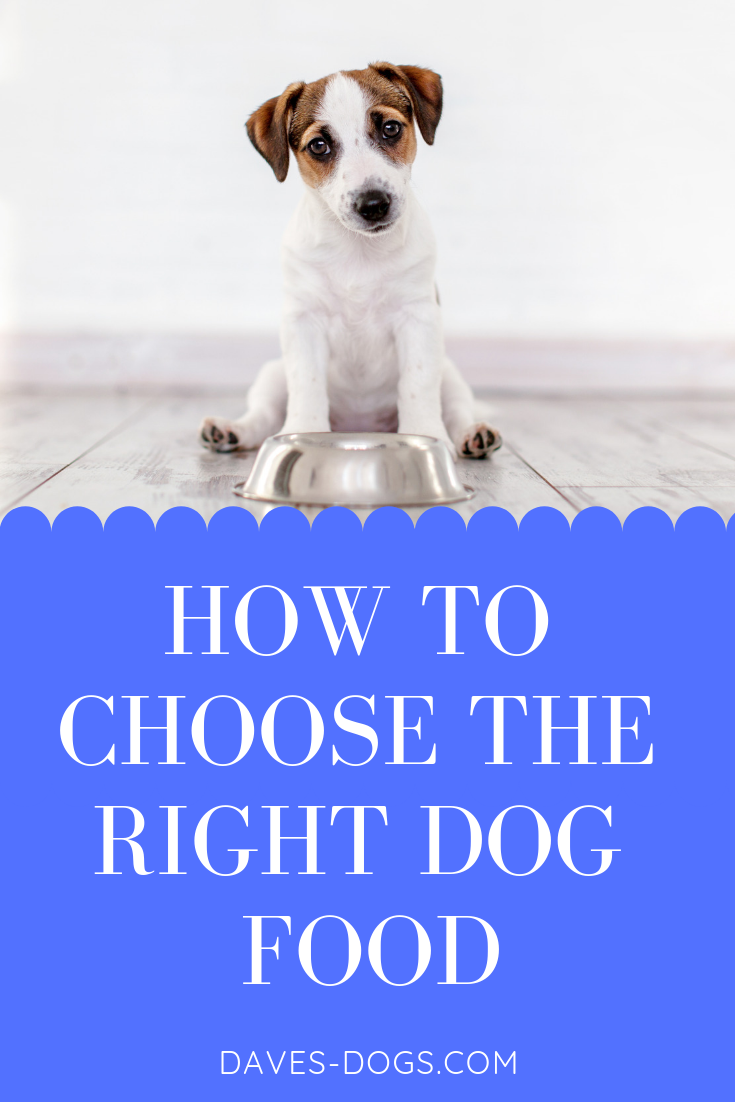 A Dog s Diet How to Choose the Right Dog Food Dave s Dogs